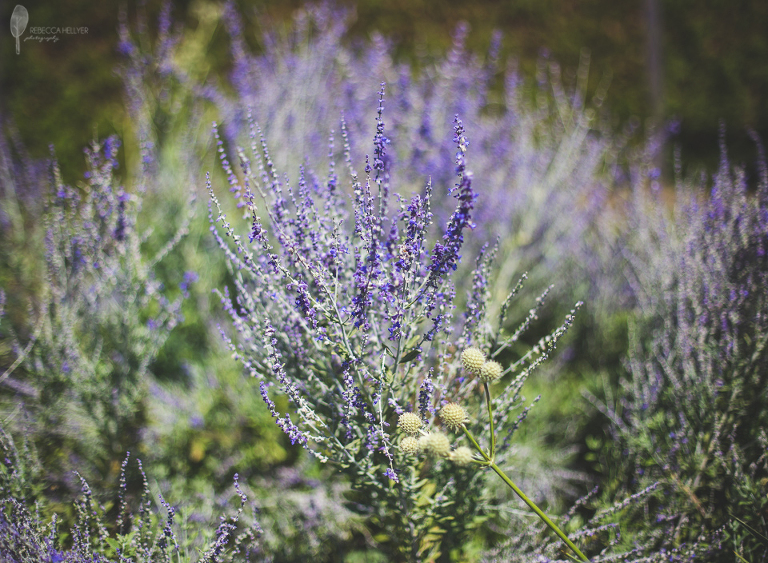 Lavender | Rebecca Hellyer Photography